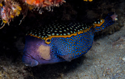 Blue Boxfish Supermale 4" and Above
