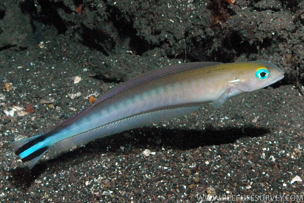 Rare Flagtail Blanquillo Size: XL/Show 8" Above - Violet Aquarium 