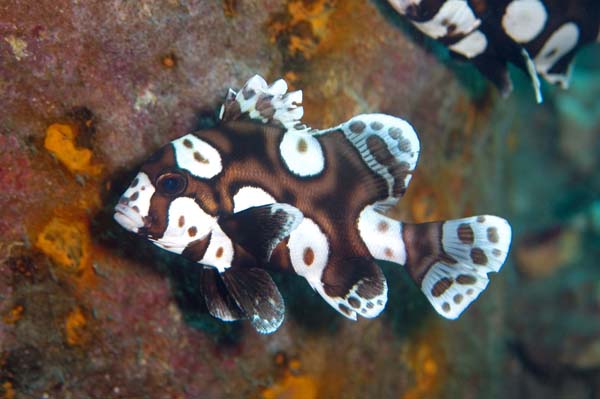 Harlequin Sweetlips - Violet Sea Fish and Coral