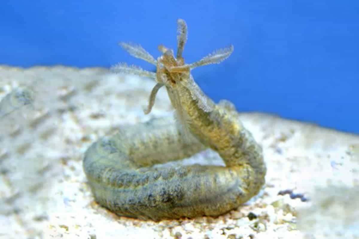 Medusa Worm Size: XL