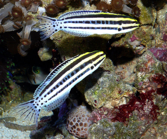 Grammistes Blenny - Violet Sea Fish and Coral