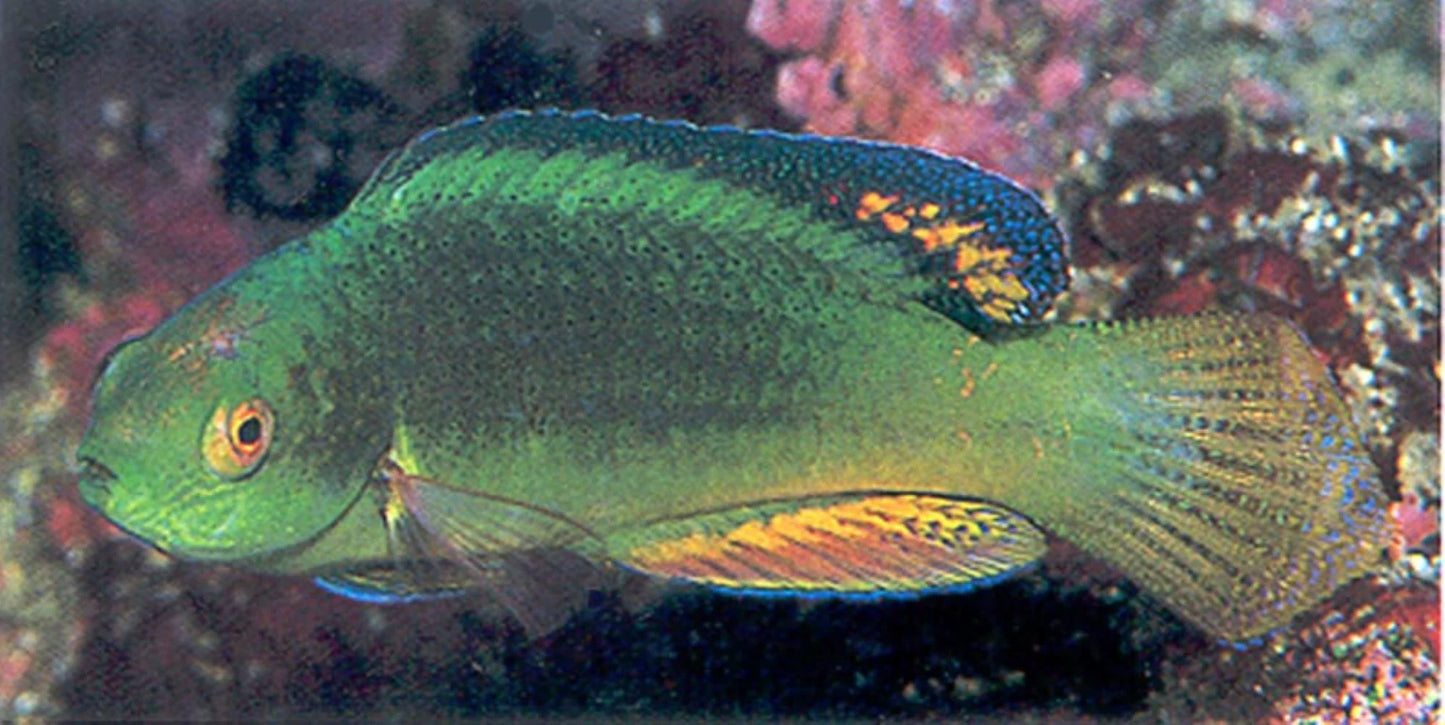 Blackfin Fairy Wrasse Size: L 2" to 2.5"