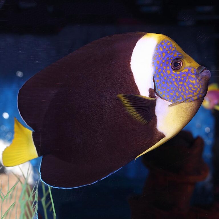 Personifer Angelfish Australia (Female) Size: XL 4" to 6" - Violet Aquarium 