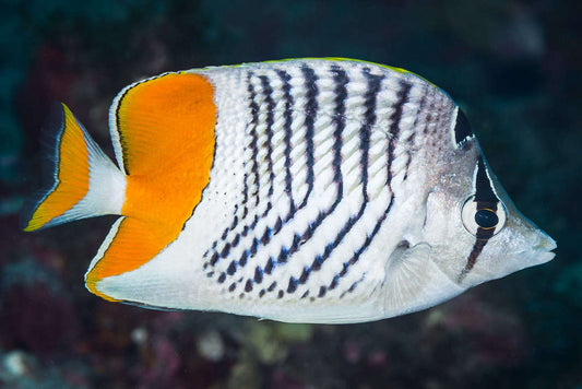 Mertensii Butterflyfish Size : M 3" to 4"