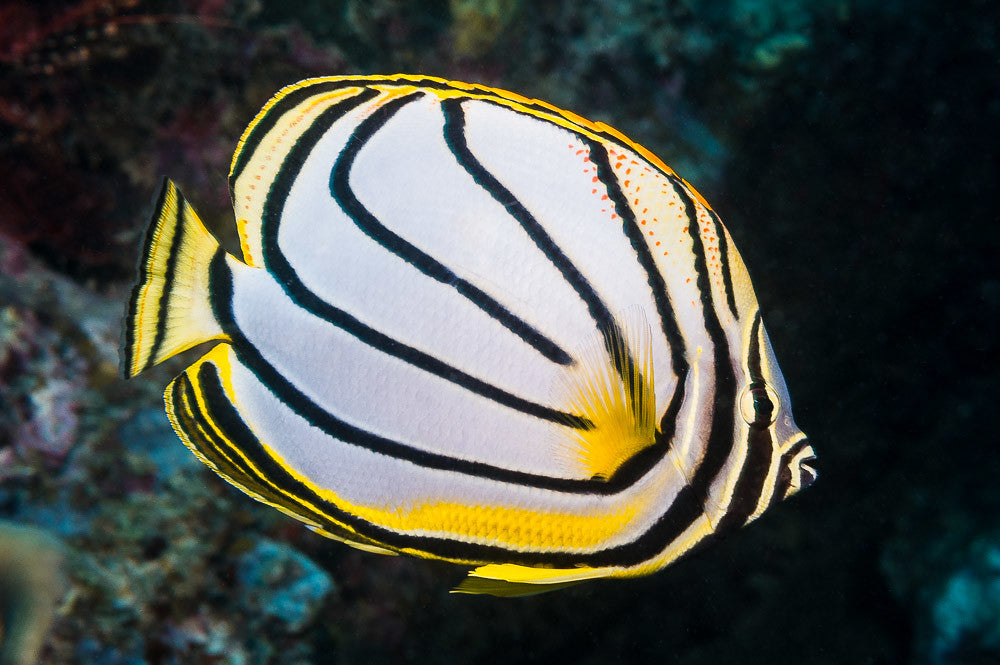 Meyer's Butterflyfish Size: XL 4" to 5"