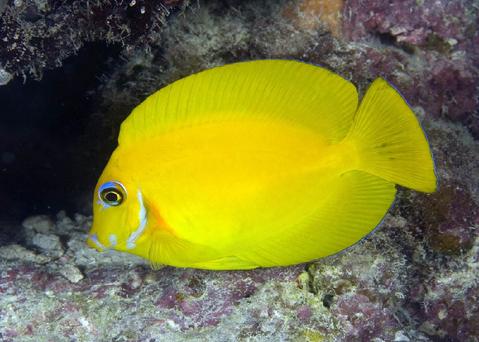 Yellow Mimic Tang - Violet Sea Fish and Coral