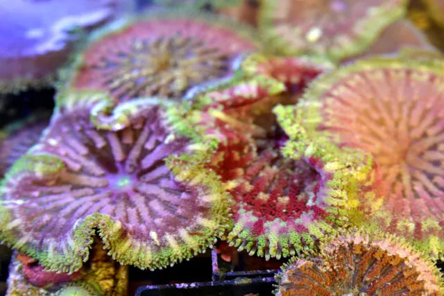 Maxi Mini Carpet Anemone Size: ML 1" to 3"