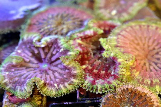 Maxi Mini Carpet Anemone Size: ML 1" to 3"