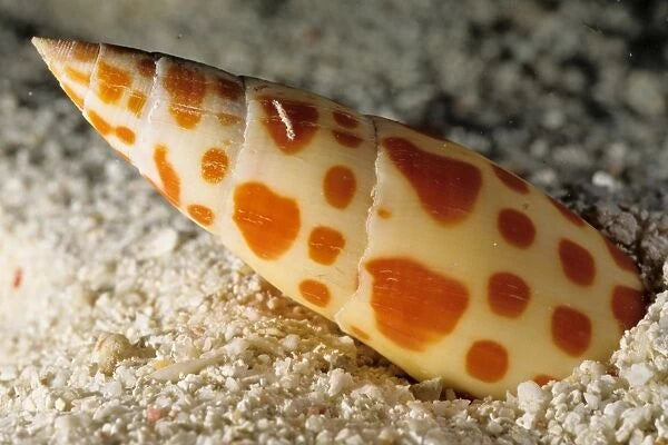 Mitra Snail