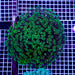 Ultra Neon Aussie Goniopora Mother Colony UNAGMC072906 WYSIWYG