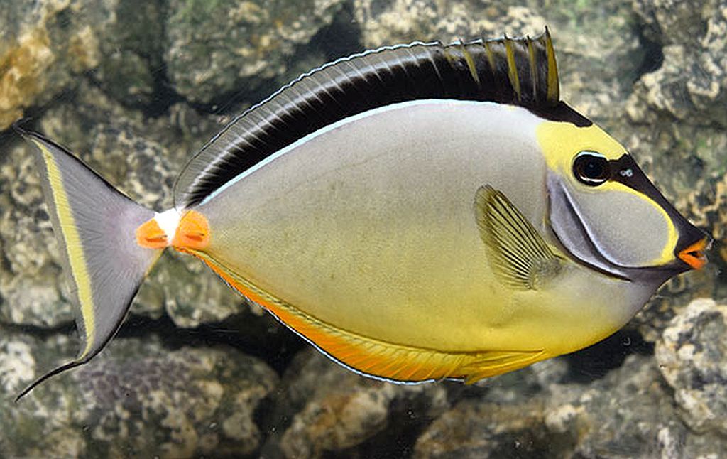 Naso Tang Size: XXXL/Show Streamers 9" and Above - Violet Aquarium 