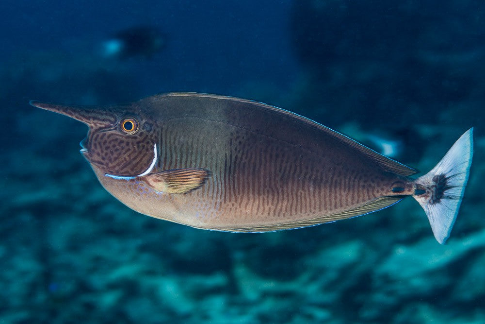 Longnose Spotted Unicorn Tang Size: XL 7" to 8"