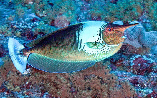 Longnose Spotted Unicorn Tang Size: ML 5" to 6"