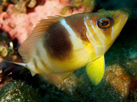 Barred Hamlet