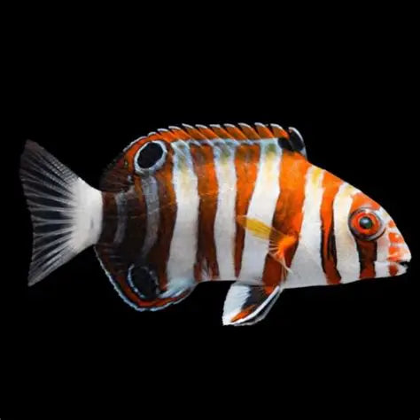 Harlequin Tuskfish Size: Tiny 2" and Below
