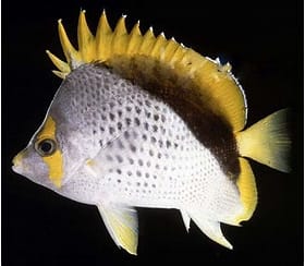Declivis Butterflyfish