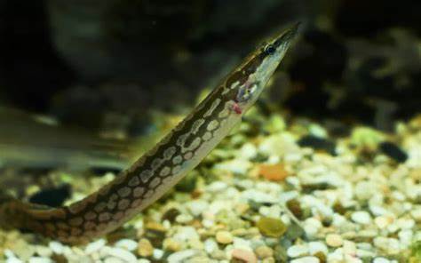 Tiretrack Eel