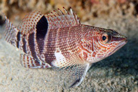 Belted sandfish