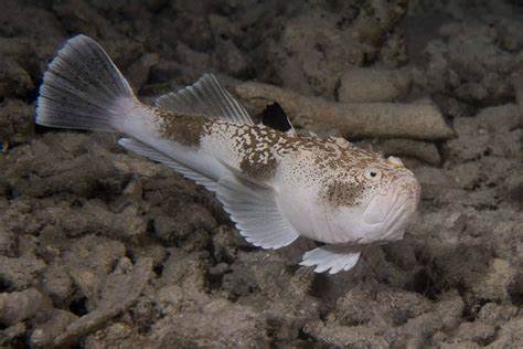 Southern stargazer