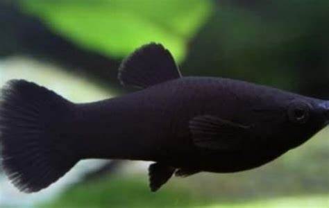 Molly Black Size : S 1.75" to 2"