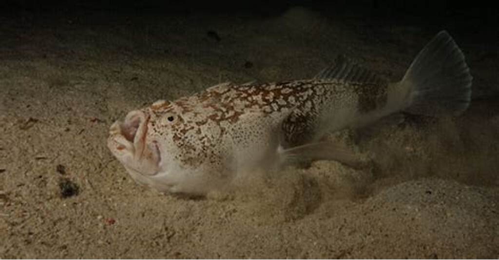 Southern stargazer