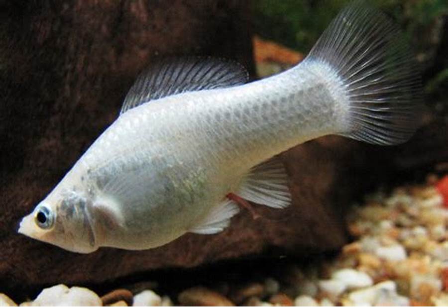 Molly Lyretail Silver Size : S 1.75" to 2"