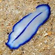 Blue-Lined Flatworm