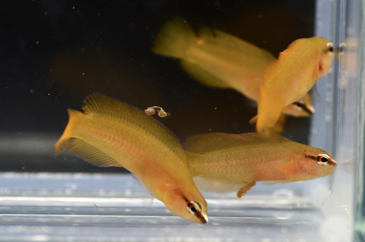 Rare Oman White Nosed Dottyback
