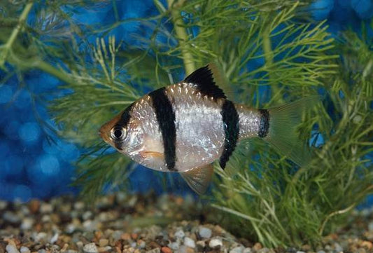 Tiger Barb Size: S 1" to 1.25"