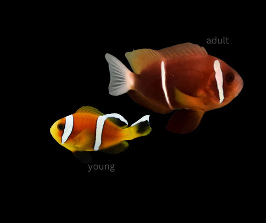 Omanensis Clown Fish Pair (Oman Red Sea) Size: Female 4” and Male 1.5” approx