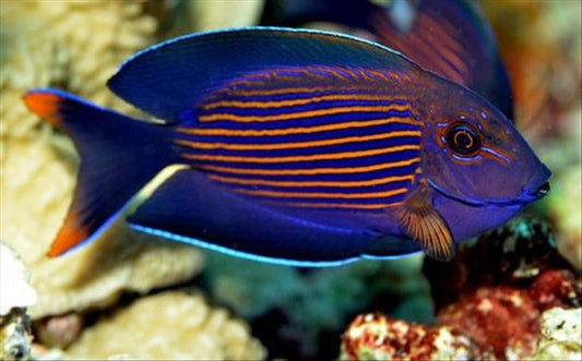 Orange Stripe Tang Size: M 2.5" to 3.5"