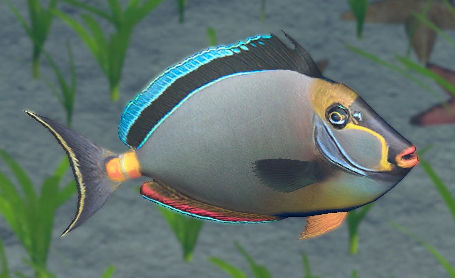 Naso Tang Size: XXXL/Show Streamers 9" and Above - Violet Aquarium 