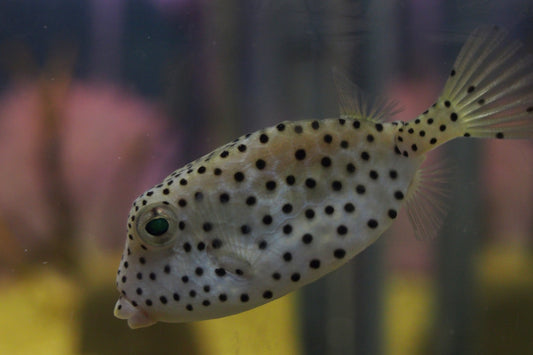 Largenose Boxfish Size: L 3" to 4"