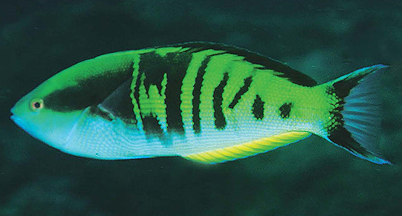 Rare Torpedo Wrasse  Size: XL 4" to 5"