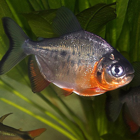 Red Belly Pacu Size : ML 5'to 6"