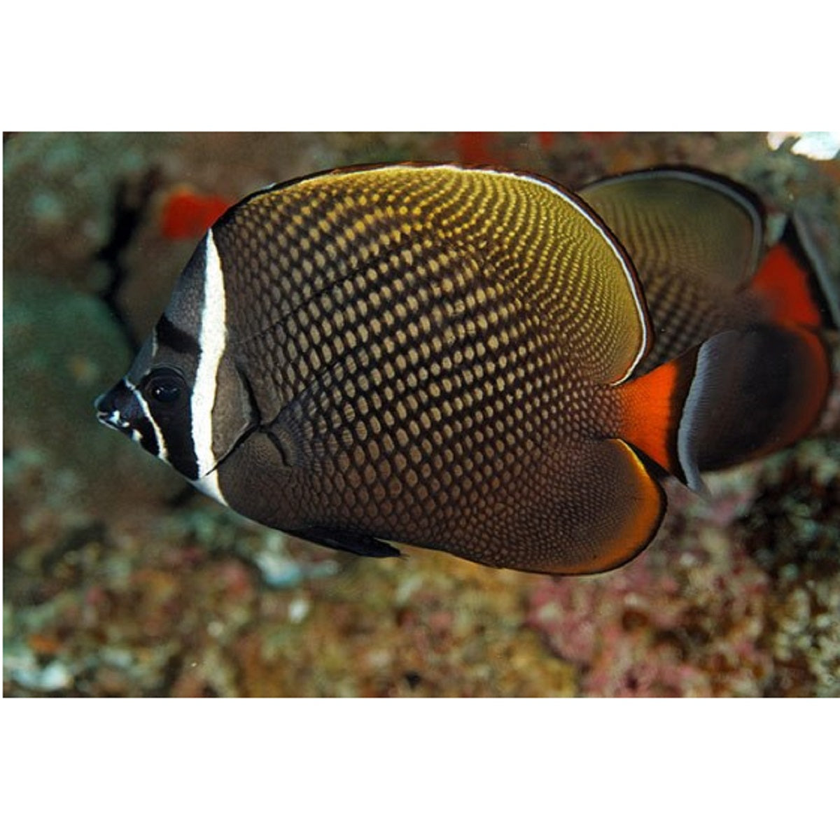 Pakistan Butterflyfish - Violet Aquarium