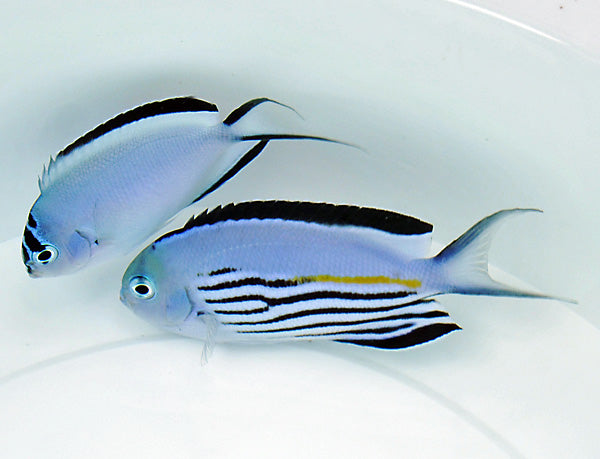 Watanabe Angelfish (Male Tonga Special Grade) Size: XXL/Show 6" and Above