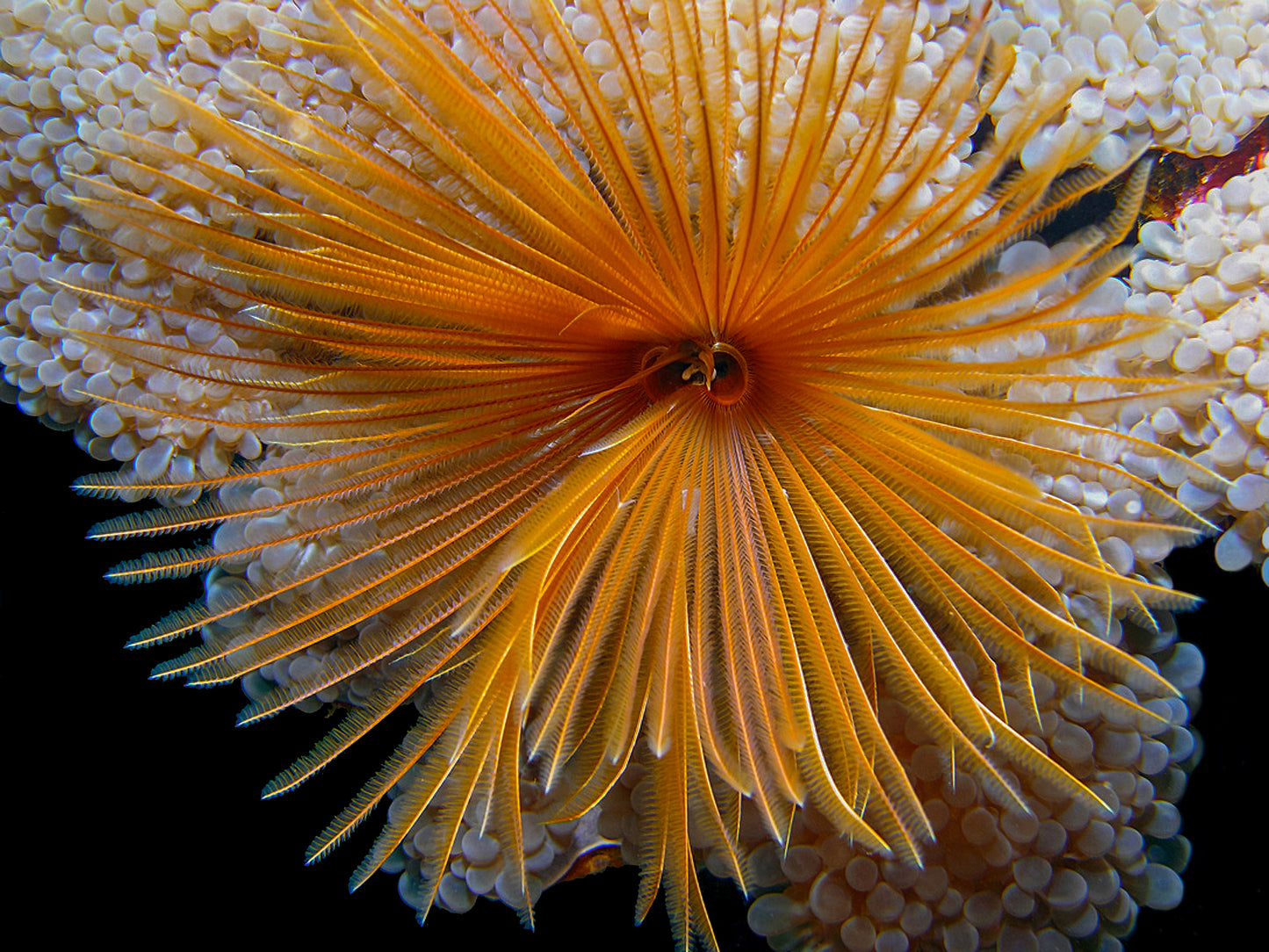 Indian Feather Duster