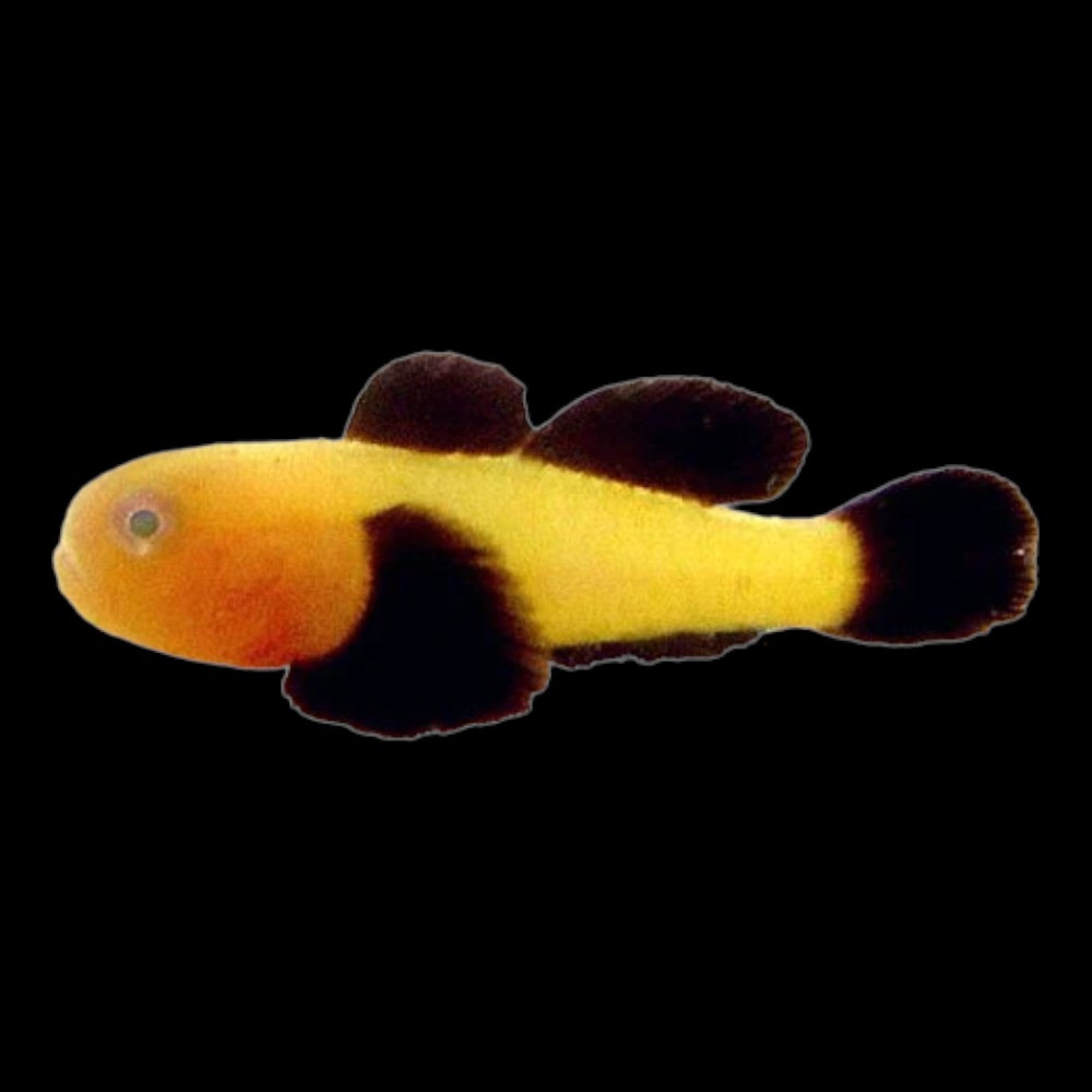 Panda Goby – Violet Aquarium