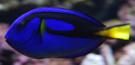 Blue Hippo Tang (Dori) Fish - Violet Aquarium
