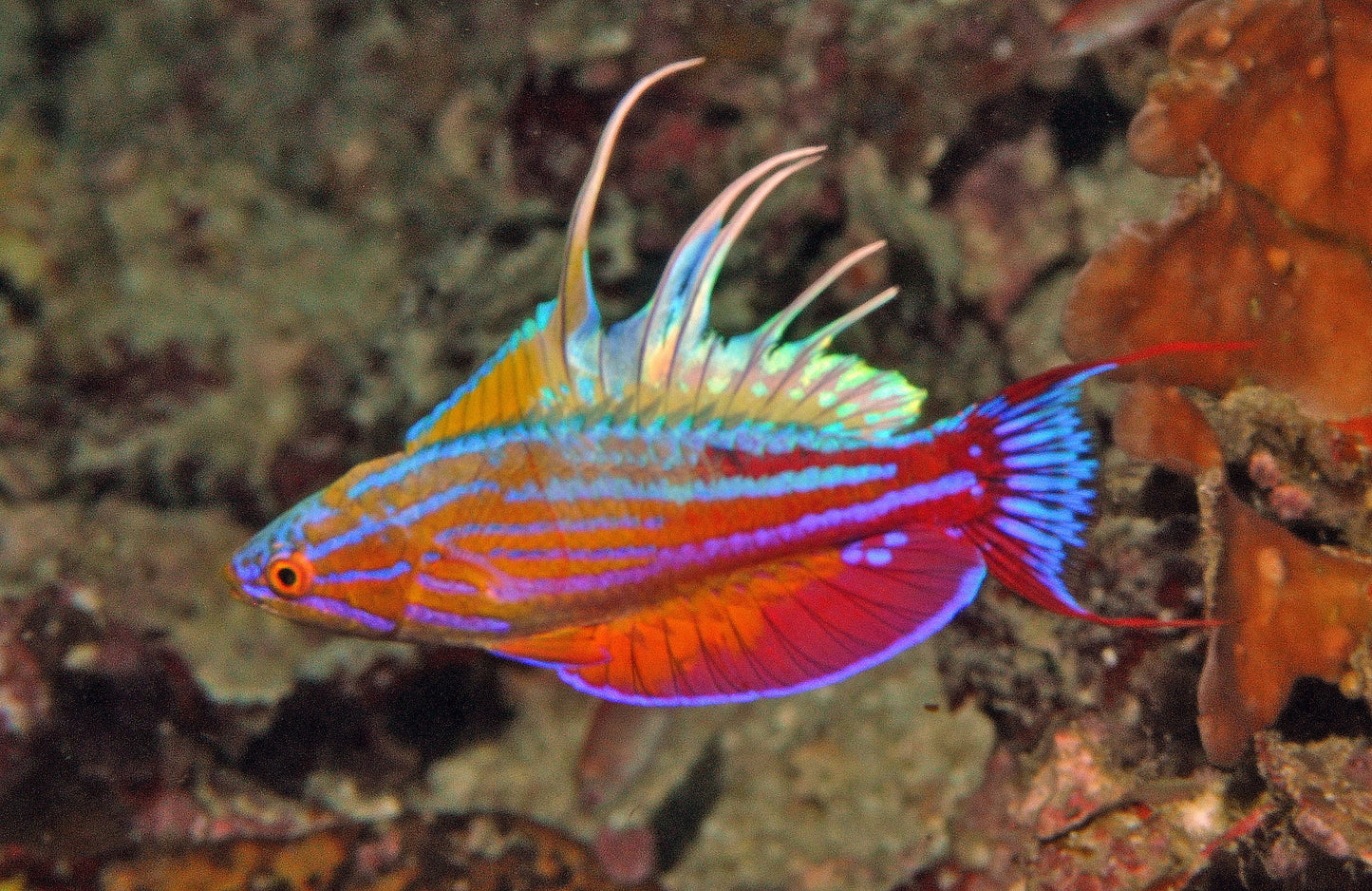 Blue Flasher Wrasse Size: L 1.75" to 2.5"