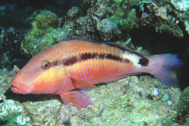 Longbarbel Goatfish