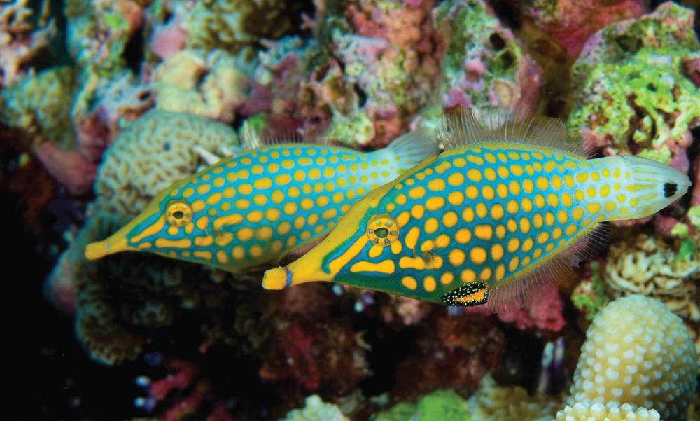 Orange Spotted Filefish - Violet Aquarium 