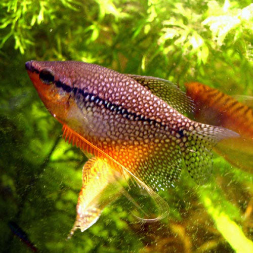Pearl Gourami