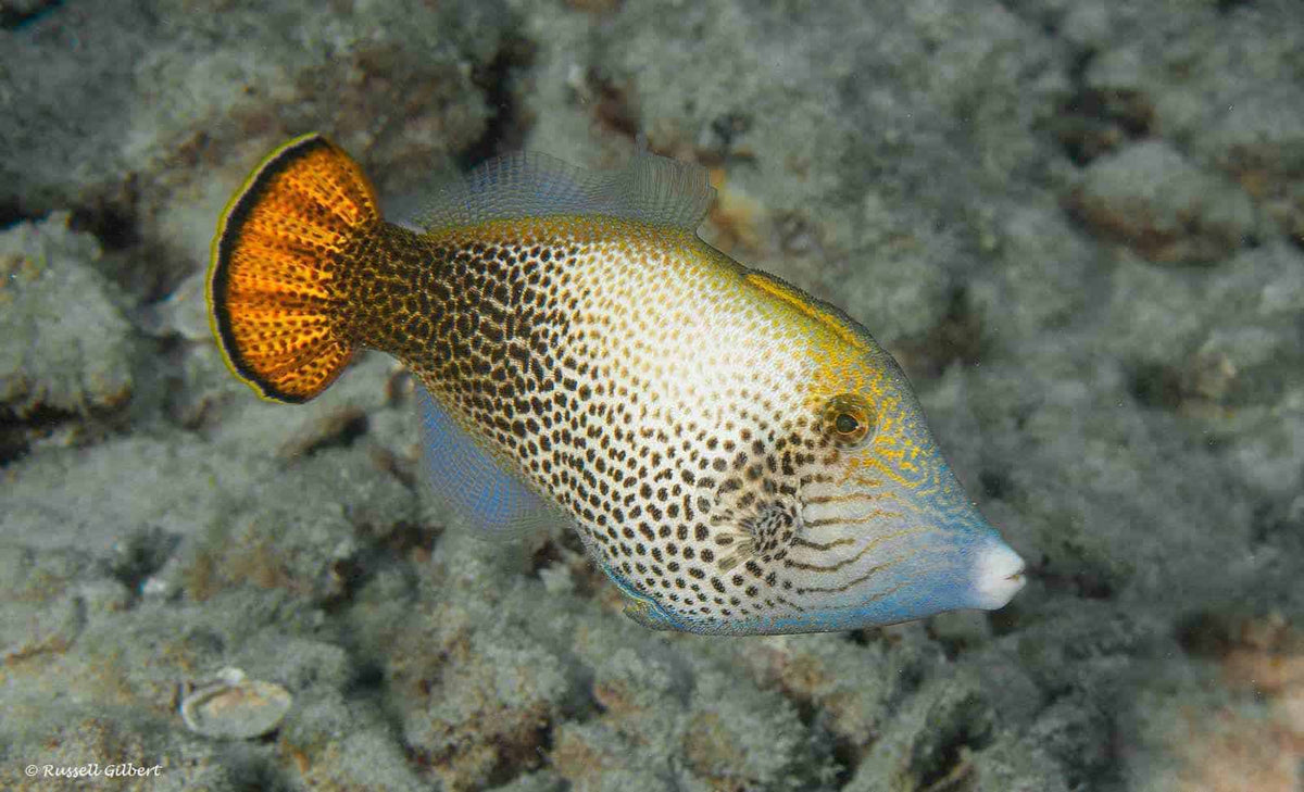 Fantail Filefish (Tonga Special Grade) Size: XXL 4" to 5"
