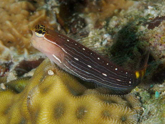 Rare Pictus Blenny