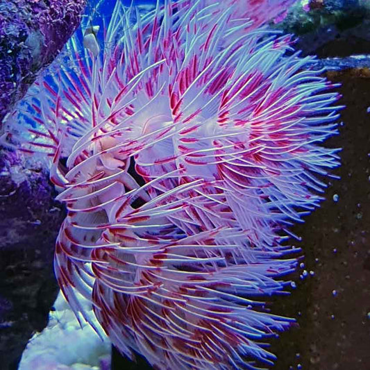 White Hard Shell Red Coco Worm - Violet Aquarium 