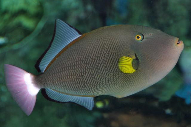 Pink Tail Triggerfish - Violet Sea Fish and Coral