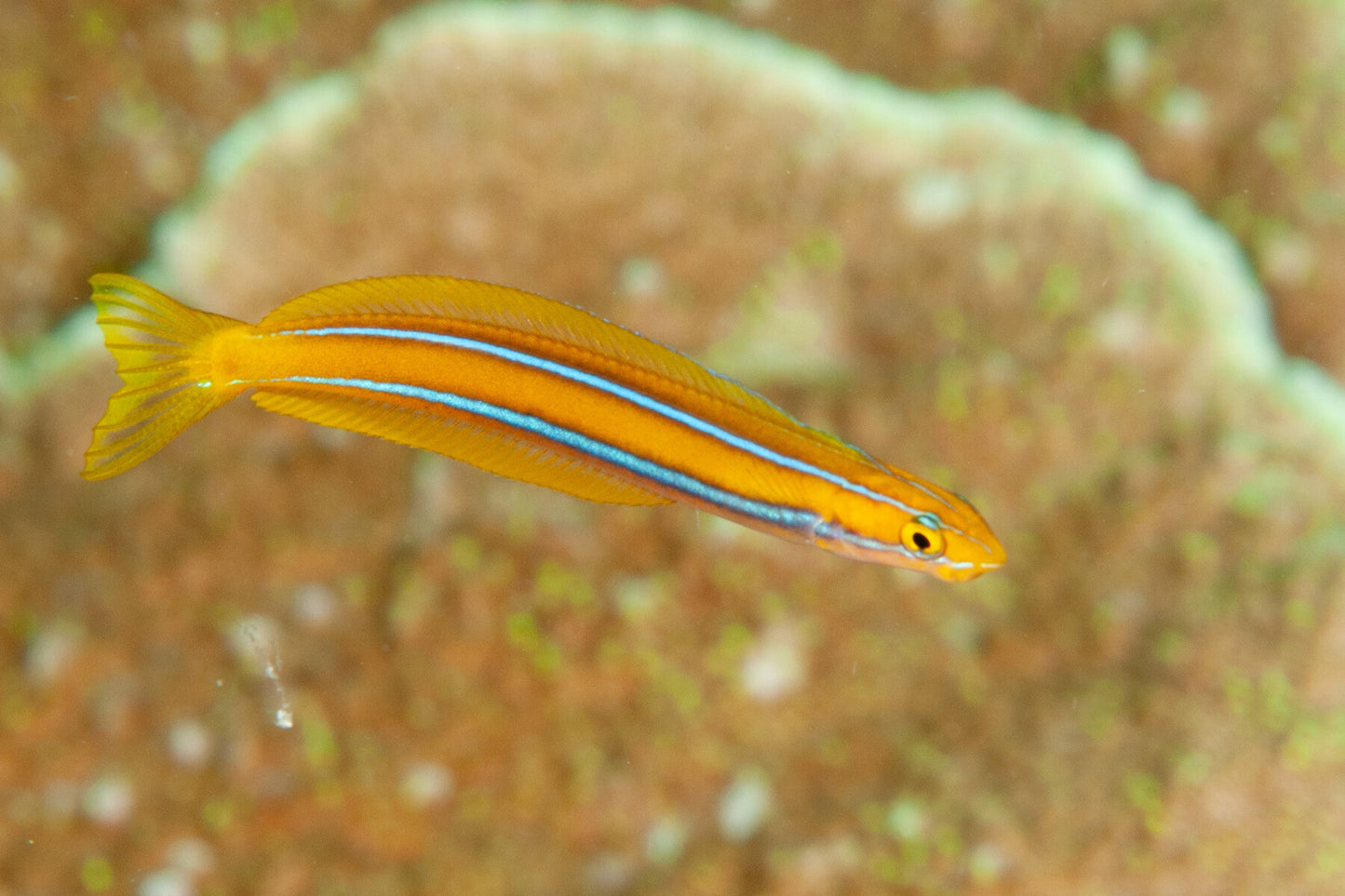 Mimic Blue Striped Cleaner Wrasse (Fang Blenny)