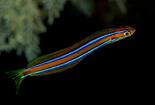 Mimic Blue Striped Cleaner Wrasse (Fang Blenny)